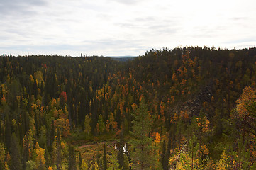 Image showing Forest