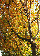 Image showing Autumn Trees