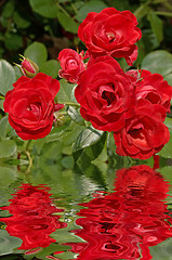 Image showing Rose Reflections