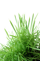 Image showing Grass