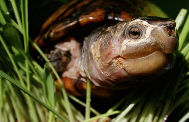 Image showing Terrapin on riverbank