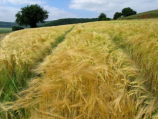 Image showing farmland