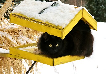 Image showing Cat on a bird's feeder