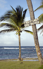 Image showing sign palm tree Corn Island Nicaragua