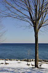 Image showing Geese and Lake