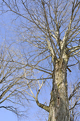 Image showing Old Bare Tree