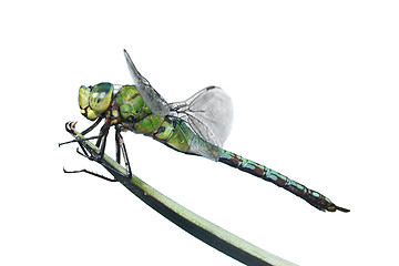 Image showing Isolated Dragonfly