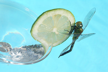 Image showing Tropical Cocktail