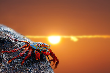 Image showing Sally lightfoot crab on Galapagos