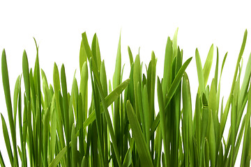 Image showing GRass on White
