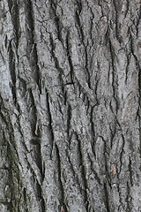 Image showing Poplar bark