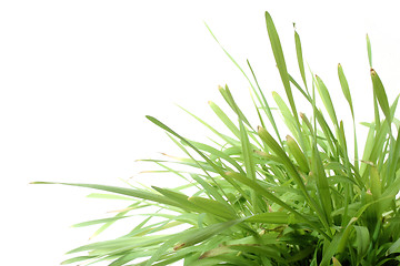 Image showing Grass on White