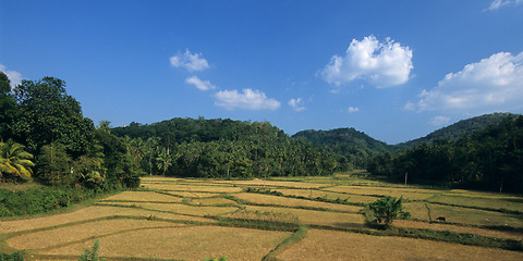 Image showing Paddy fields in center of  Sri Lanka