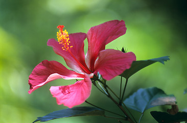 Image showing Pink hisbiscus flower