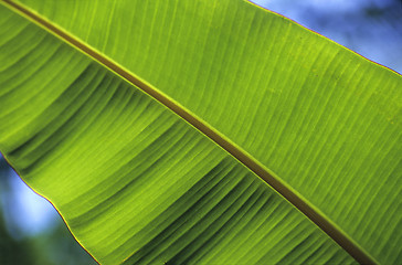 Image showing Banana tree leaf details