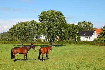 Image showing Horses