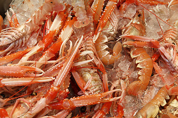 Image showing Norway lobster