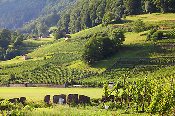 Image showing Switzerland vineyard