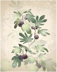Image showing Detailed image of a bunch of figs on a tree. Figs in a fig tree.   Greeting card with fig tree.