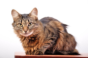 Image showing cat sitting on the desk