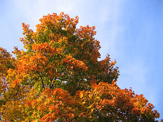 Image showing bright autumn tree