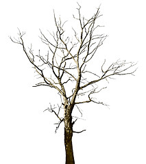 Image showing Dead dried oak tree isolated on white