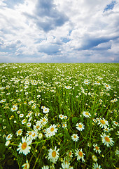 Image showing Field with blooming camomiles 