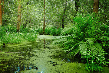 Image showing Marsh and swamp - landscape