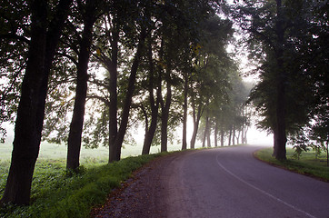 Image showing narrow asphalt road trees sunk alley mystical fog 