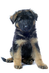 Image showing puppy german shepherd