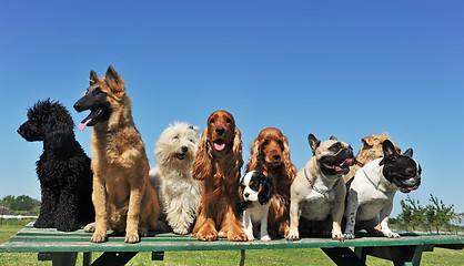 Image showing nine dogs