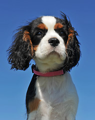Image showing puppy cavalier king charles