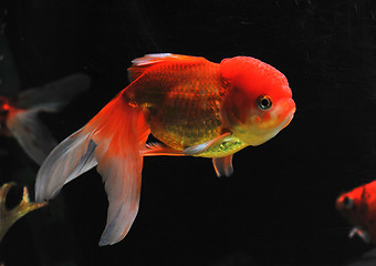 Image showing goldfish