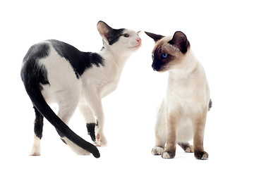 Image showing oriental and siamese cat