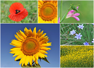 Image showing flowers