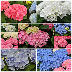 Image showing pink blue and white Hydrangea (Hortensia)