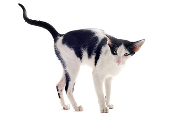 Image showing urinating oriental cat