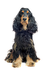 Image showing english cocker