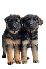 Image showing puppies german shepherd
