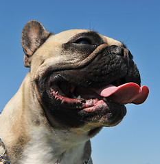 Image showing french bulldog