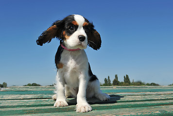 Image showing puppy cavalier king charles