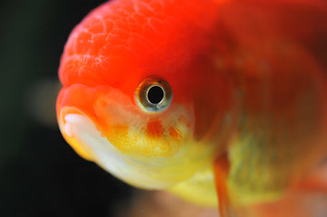 Image showing lion head goldfish