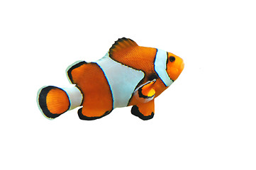 Image showing Clown fish