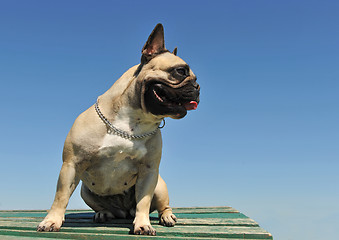 Image showing french bulldog