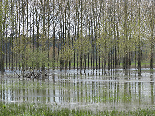 Image showing Flooded poplars, France.