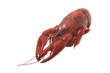 Image showing Lobster