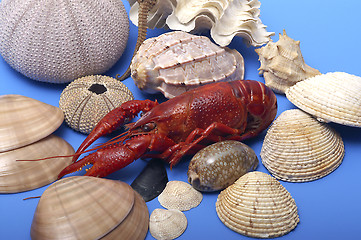 Image showing Seafood