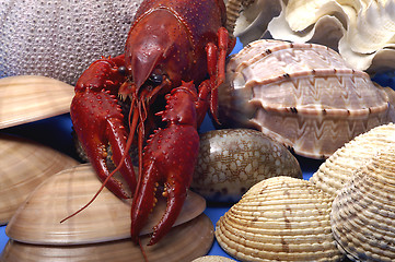 Image showing Lobster