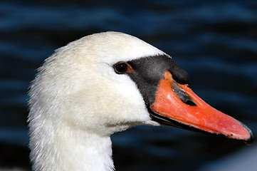 Image showing Swan portrait