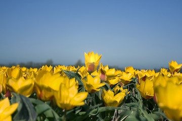 Image showing Tulips